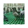 淮安養殖場格柵 優質的養殖專用格柵公司