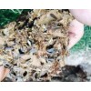白蟻防治收費標準 企石白蟻防治站